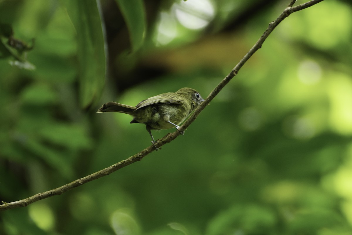 Eye-ringed Flatbill - ML544849641