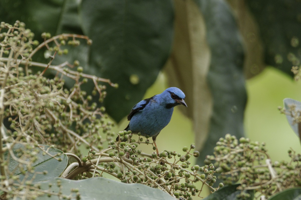 Blue Dacnis - ML544849861