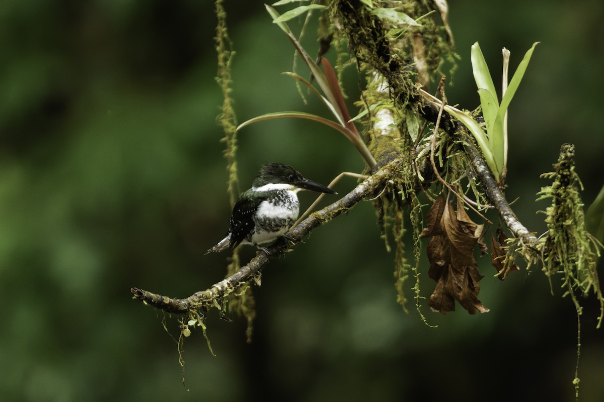 Green Kingfisher - ML544849941