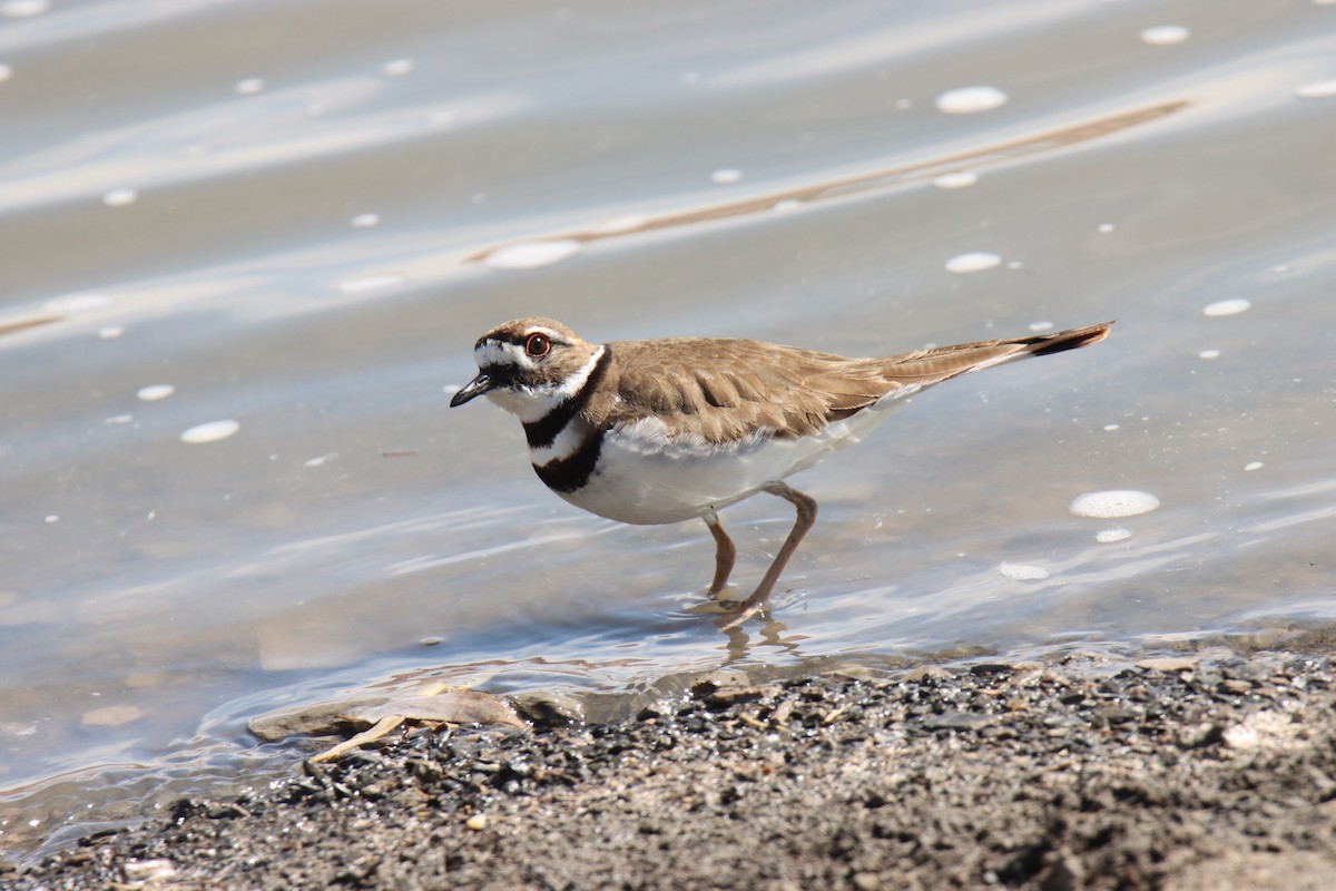 Killdeer - ML544850151