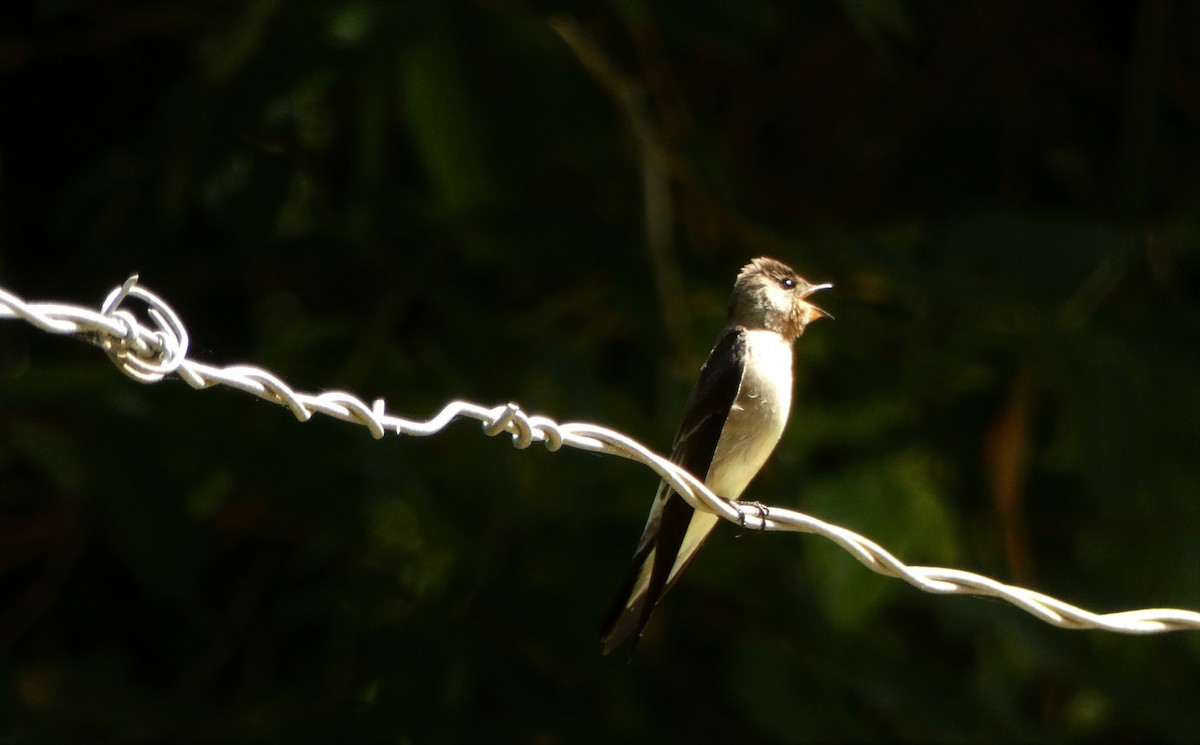 Golondrina Gorjirrufa - ML544851291