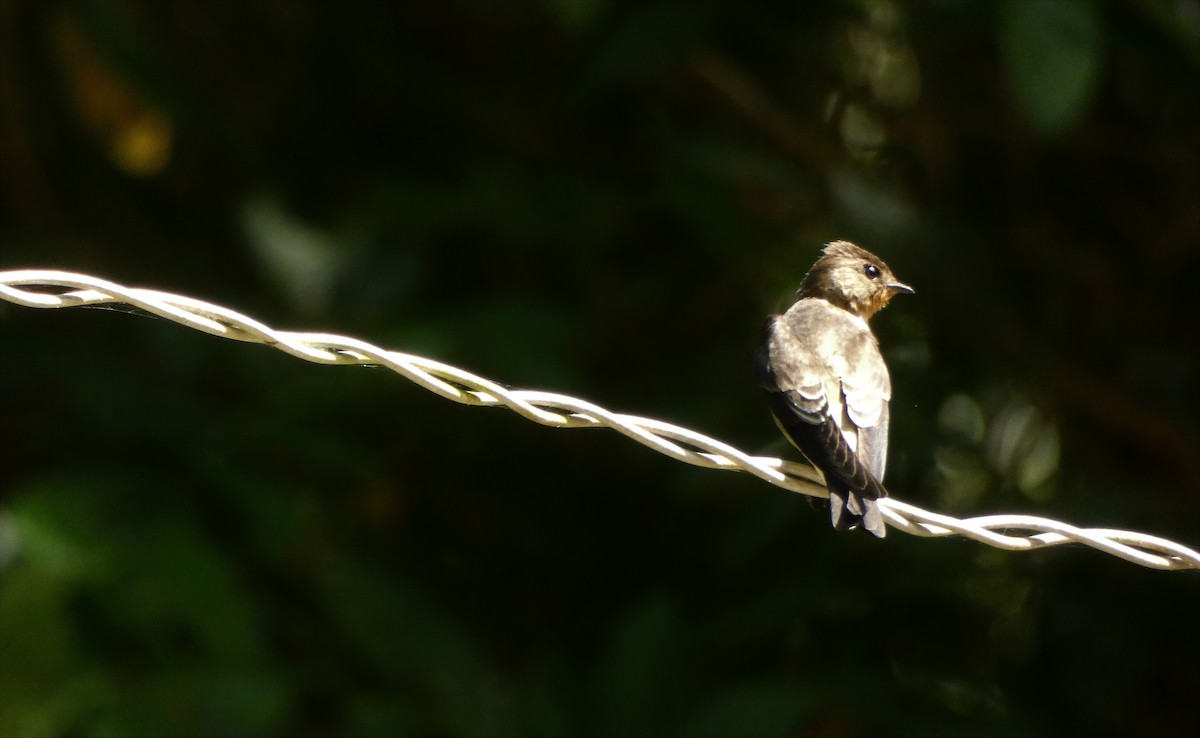 Southern Rough-winged Swallow - ML544851341