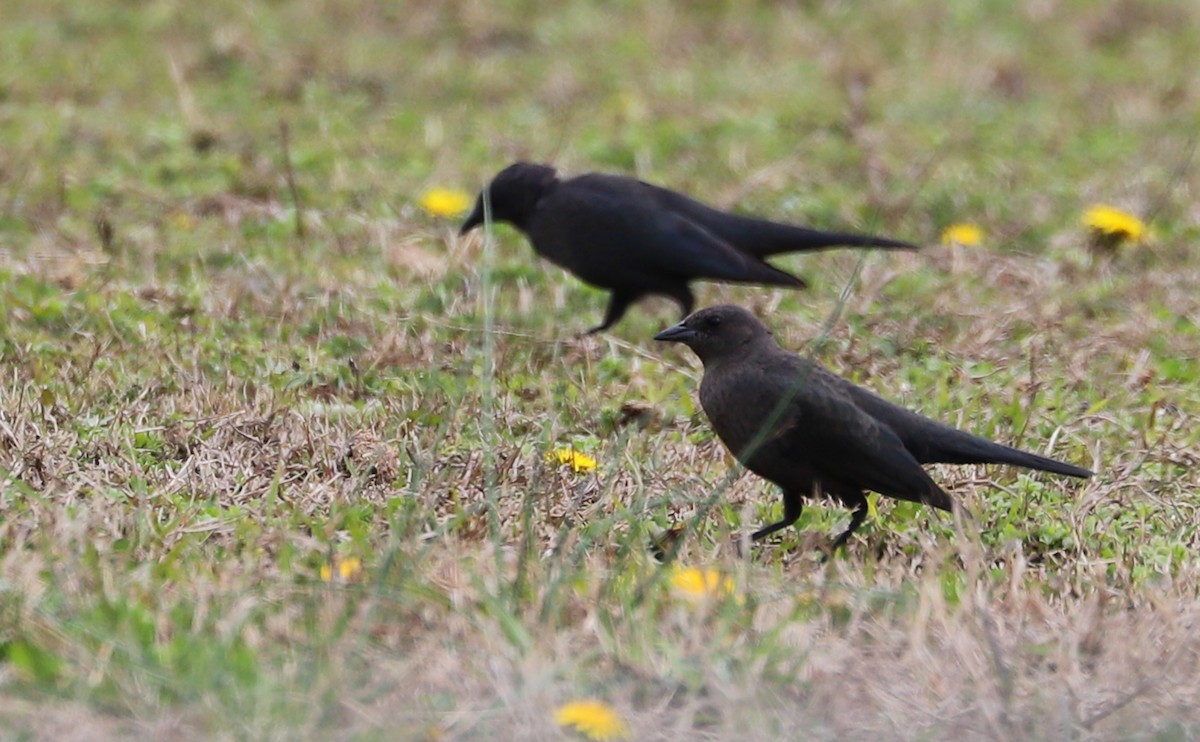 Brewer's Blackbird - ML544851681