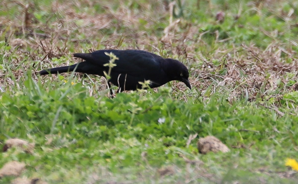 Brewer's Blackbird - ML544851721