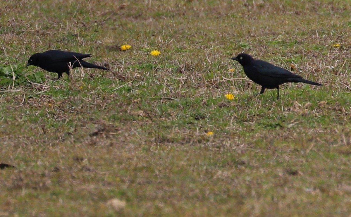 Brewer's Blackbird - Rob Bielawski