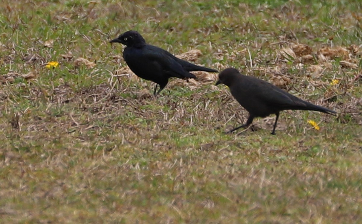 Brewer's Blackbird - Rob Bielawski