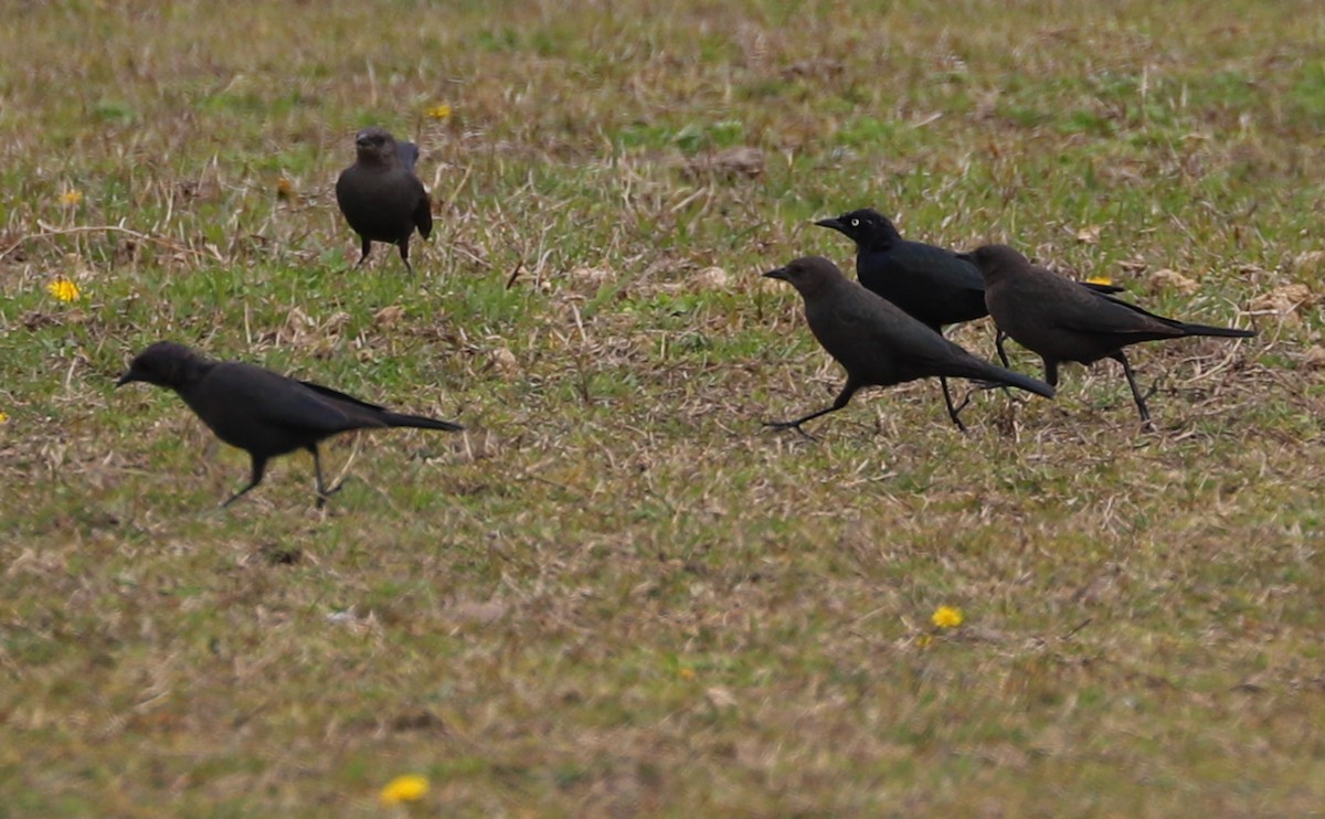 Brewer's Blackbird - ML544851931