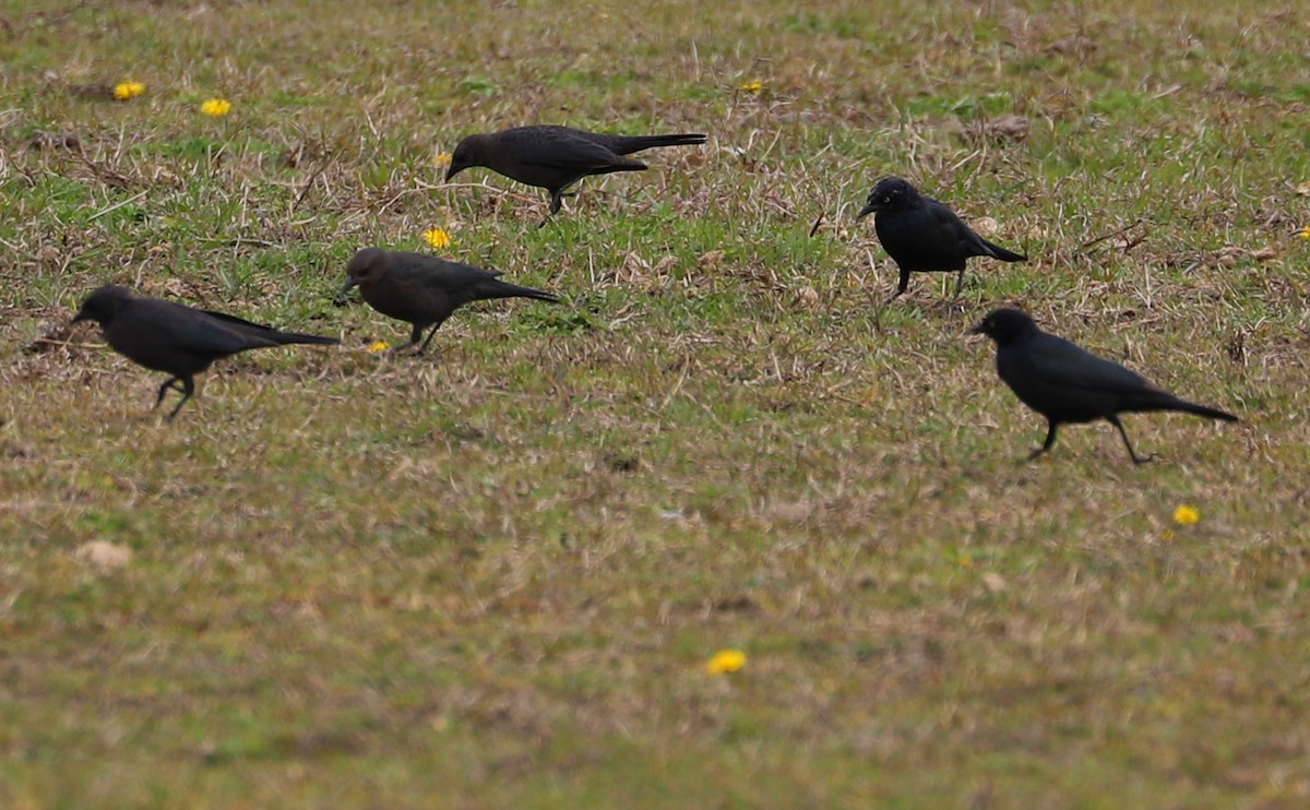 Brewer's Blackbird - Rob Bielawski