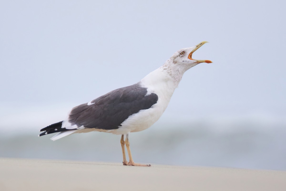 Lesser Black-backed Gull - ML544852621