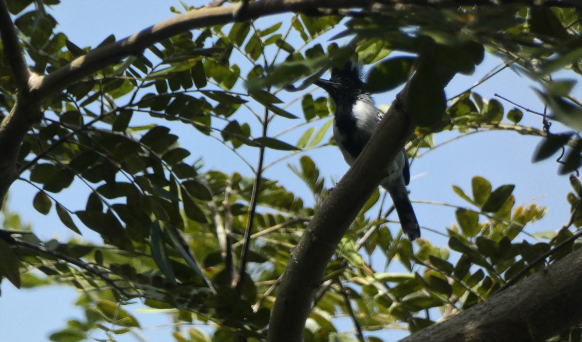 Black-crested Antshrike - ML544852871