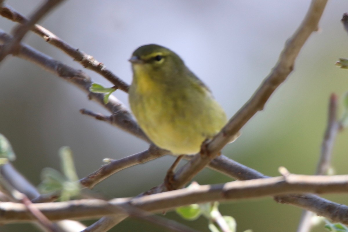 Orange-crowned Warbler - ML54485311