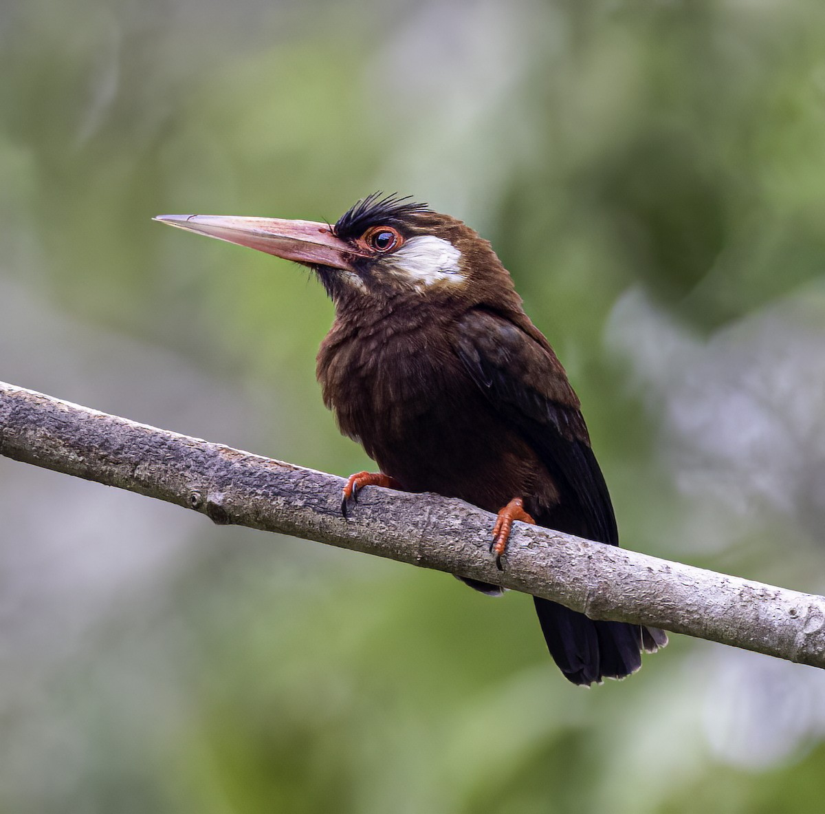 White-eared Jacamar - ML544854381