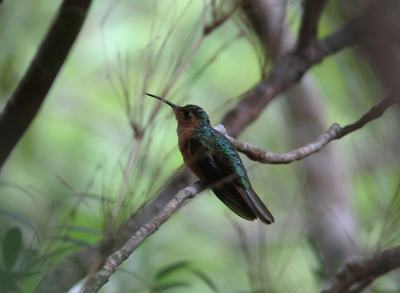 kolibřík pestroocasý - ML54485481