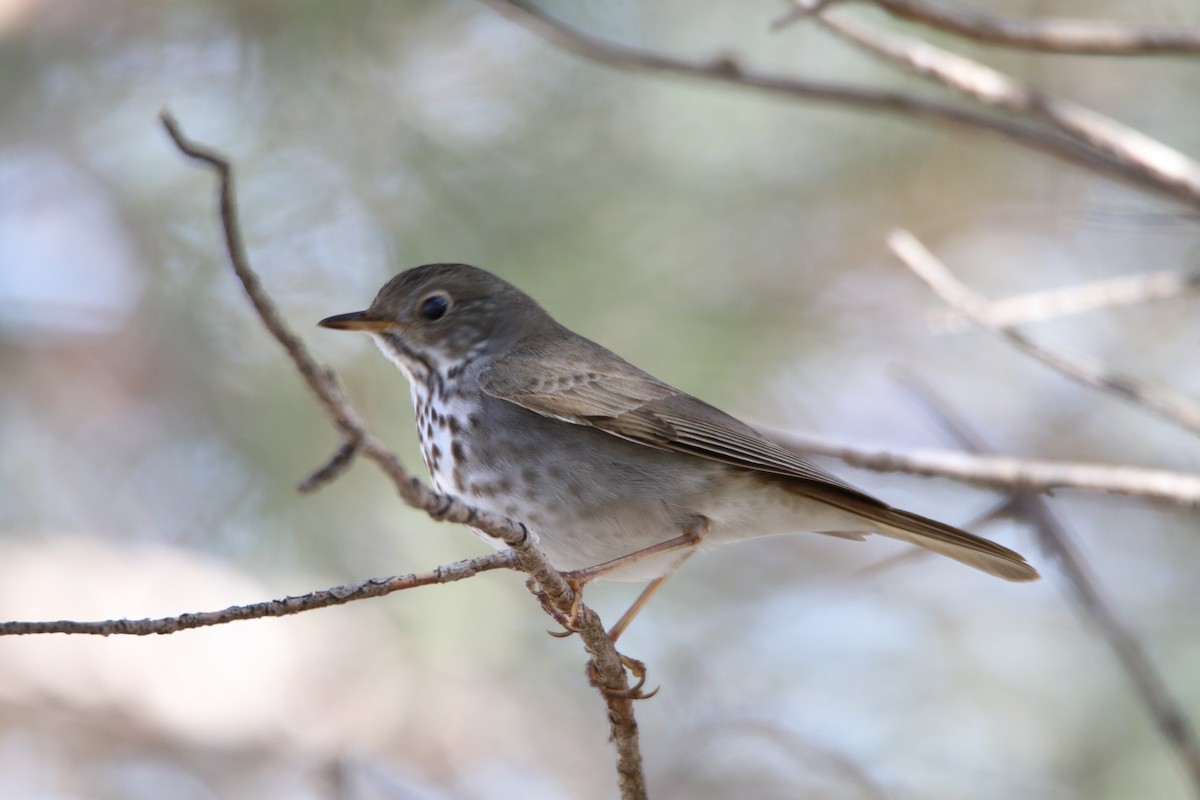 Hermit Thrush - Daniel Robinson