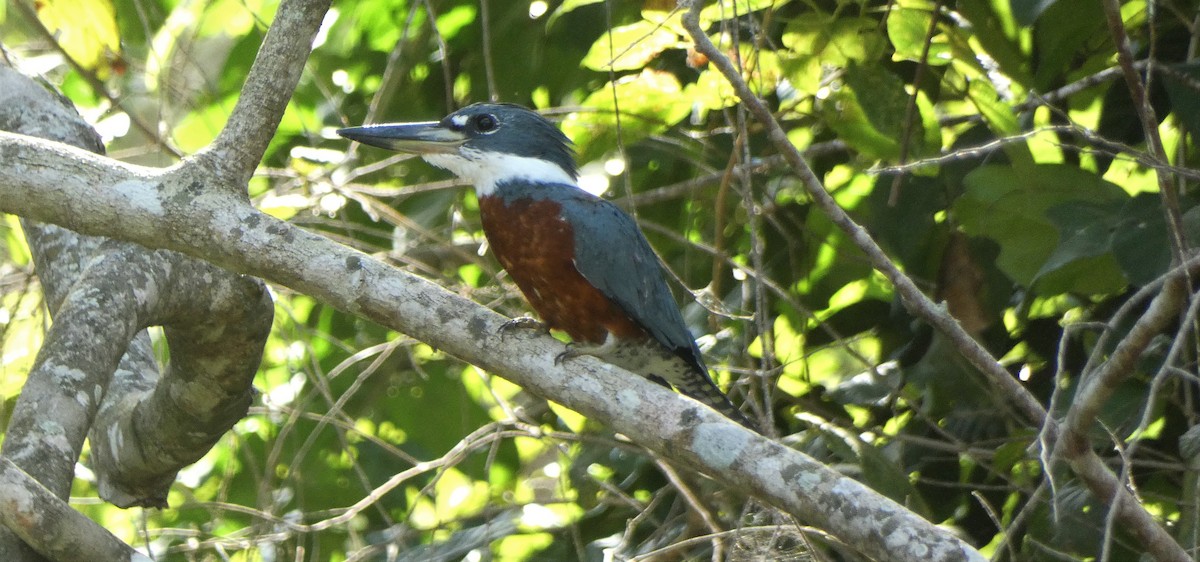 Ringed Kingfisher - ML544856221