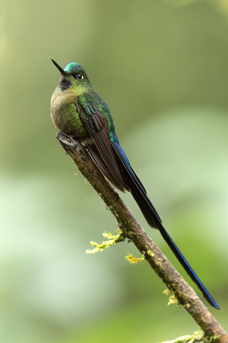 Violet-tailed Sylph - ML544856721