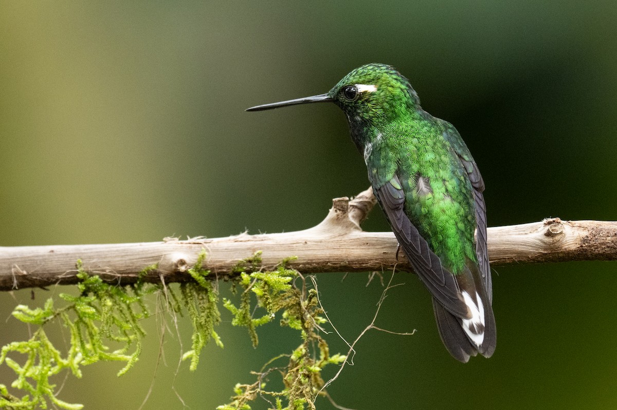 Purple-bibbed Whitetip - ML544857061