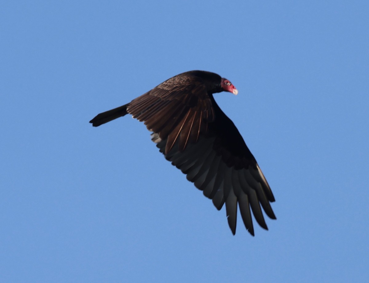 Turkey Vulture - ML544857251