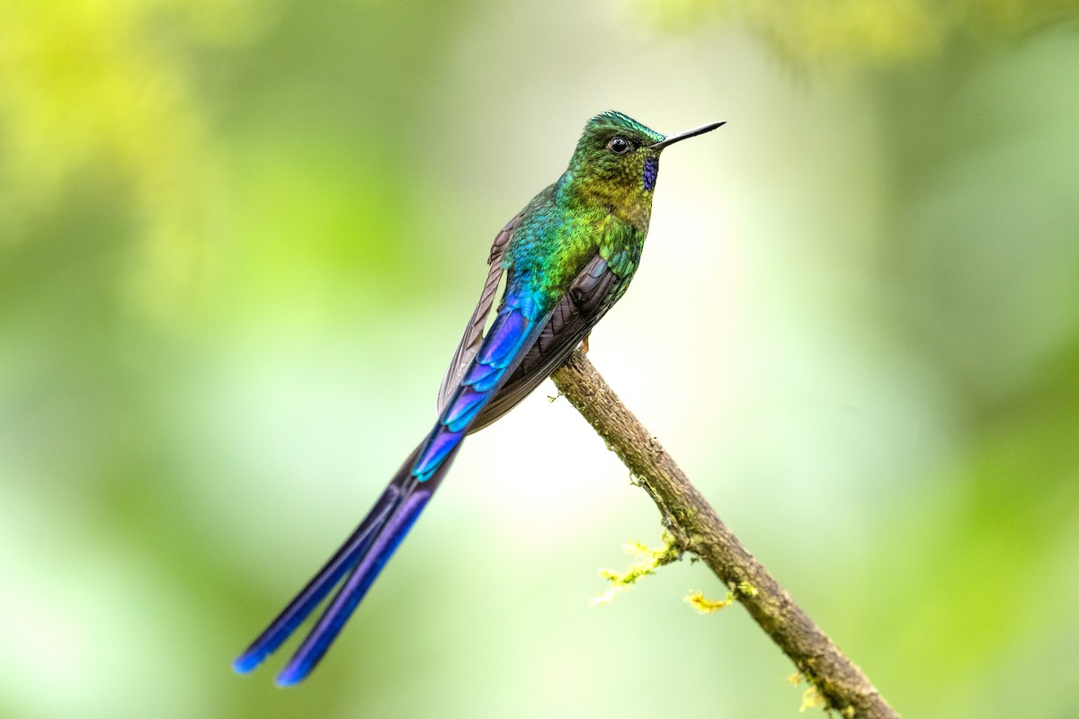 Violet-tailed Sylph - ML544857491