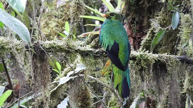 Golden-headed Quetzal - ML544857531