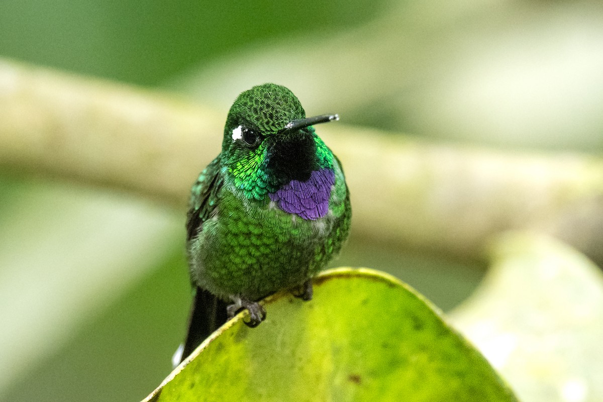 Пурпурногрудый колибри - ML544857691