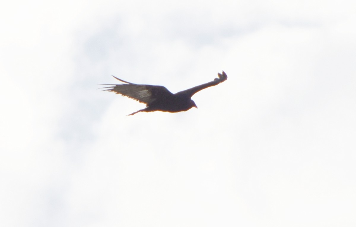 Turkey Vulture - Richard Buist