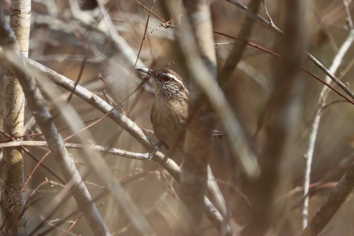 Carolina Wren (White-browed) - ML544860691