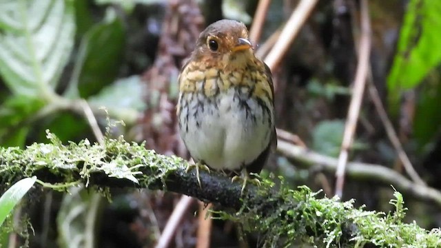 Ochre-breasted Antpitta - ML544861131