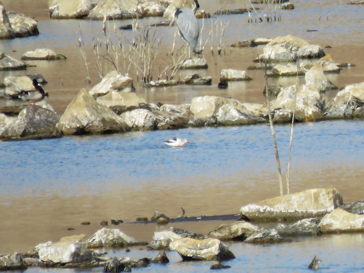 American Avocet - ML544861481