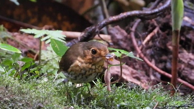 Ochre-breasted Antpitta - ML544863051