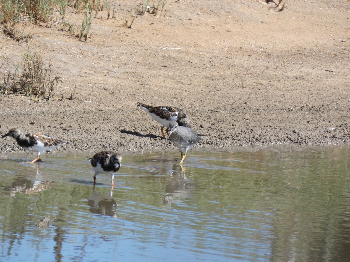 Ruddy Turnstone - ML544864551