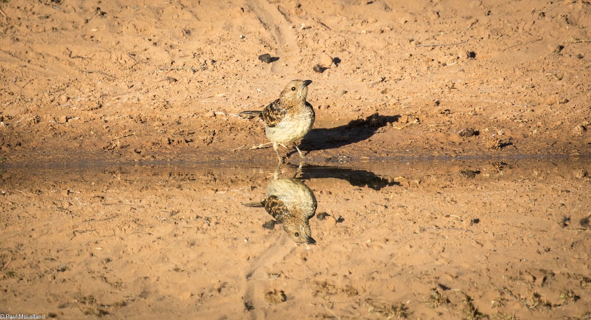 Spotted Bowerbird - paul mclelland