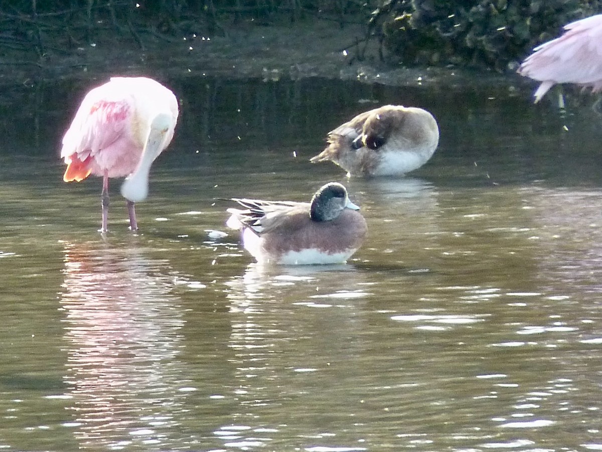 American Wigeon - ML544864731