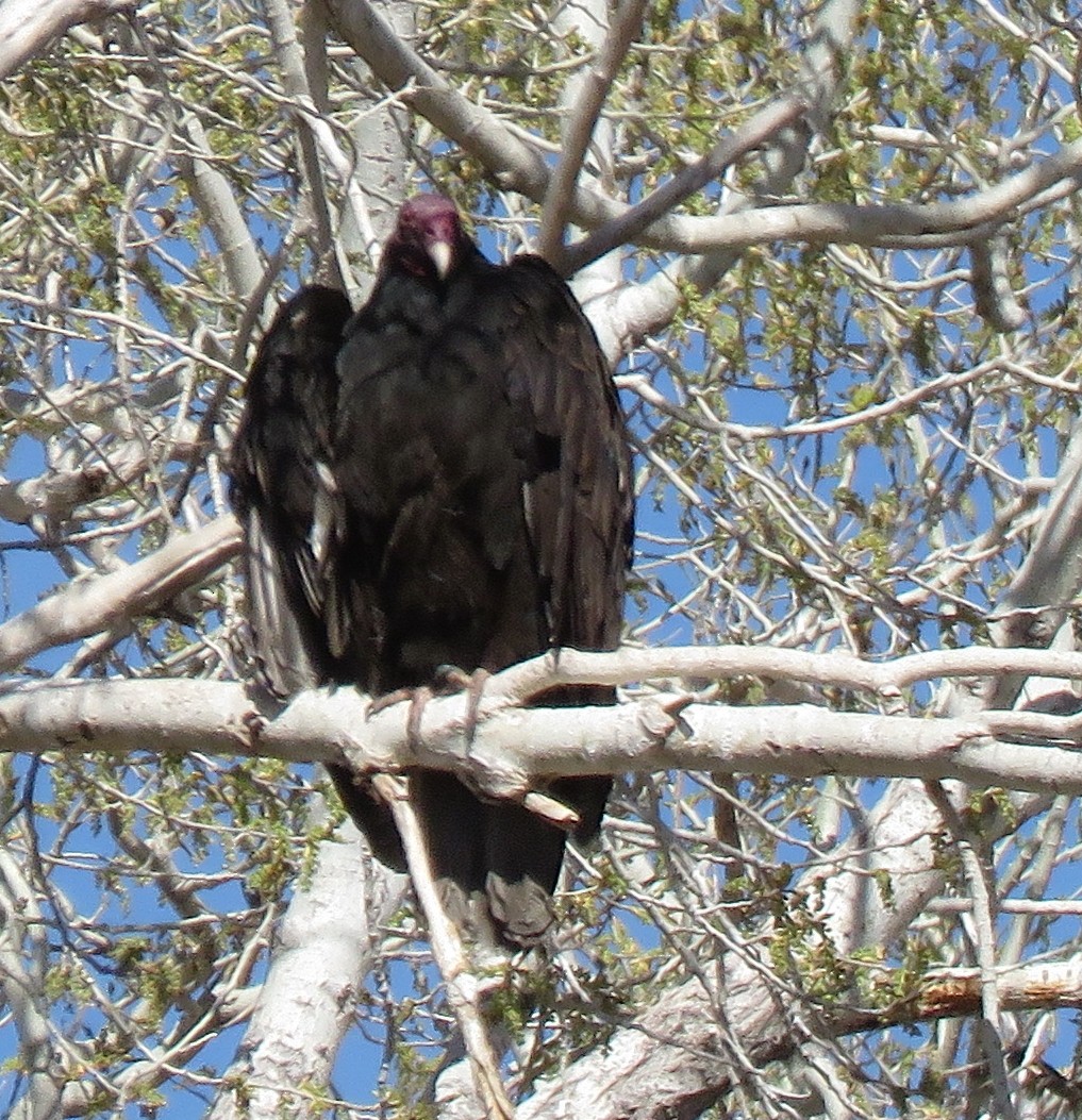 Turkey Vulture - ML544864781