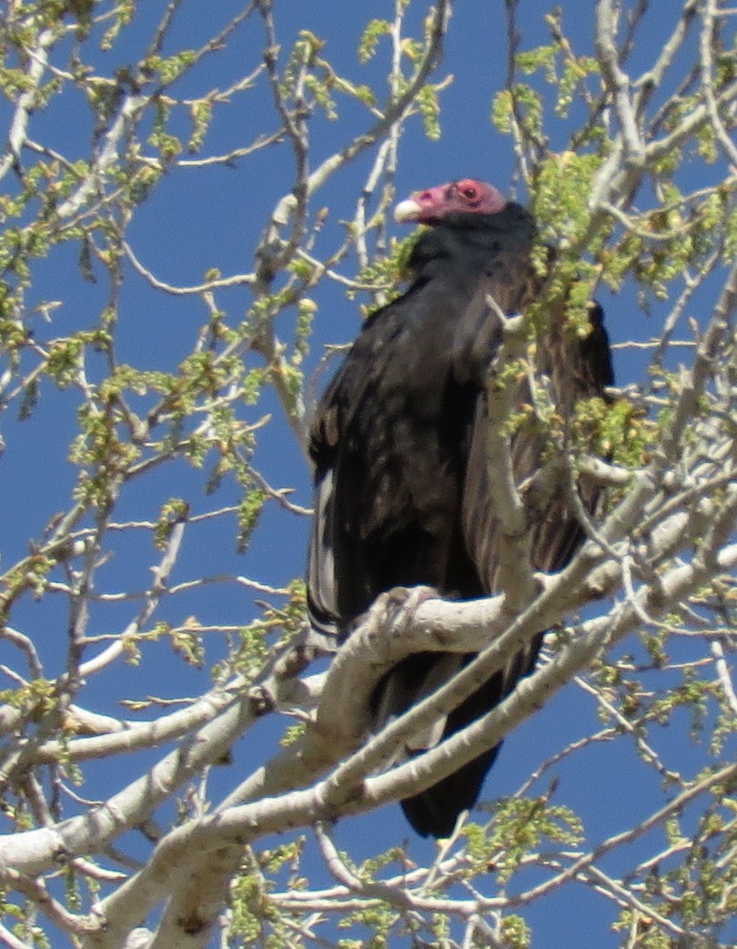 Turkey Vulture - ML544864901