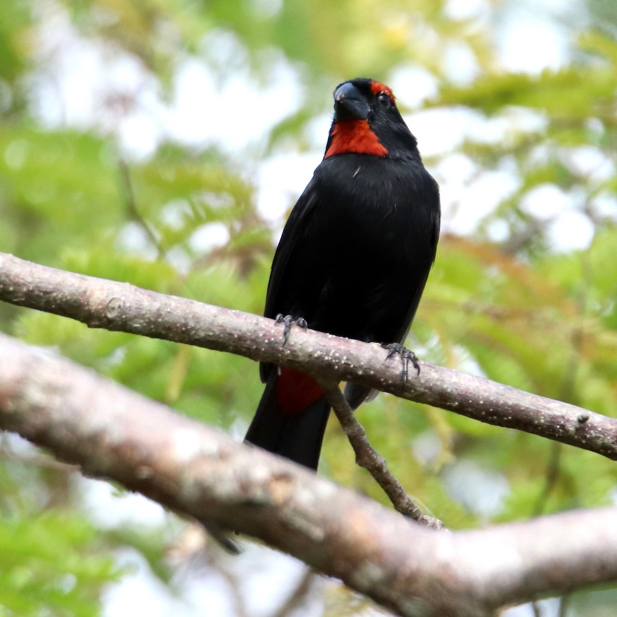 Greater Antillean Bullfinch - ML544866001