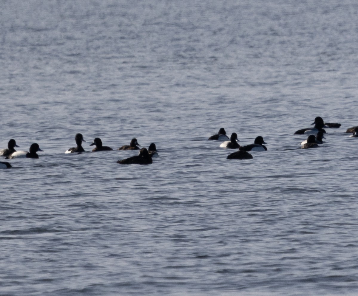Tufted Duck - ML544866391