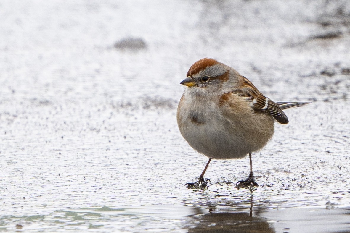 American Tree Sparrow - Ben Nieman