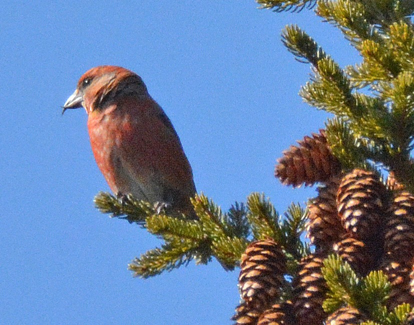 Red Crossbill - ML544866761