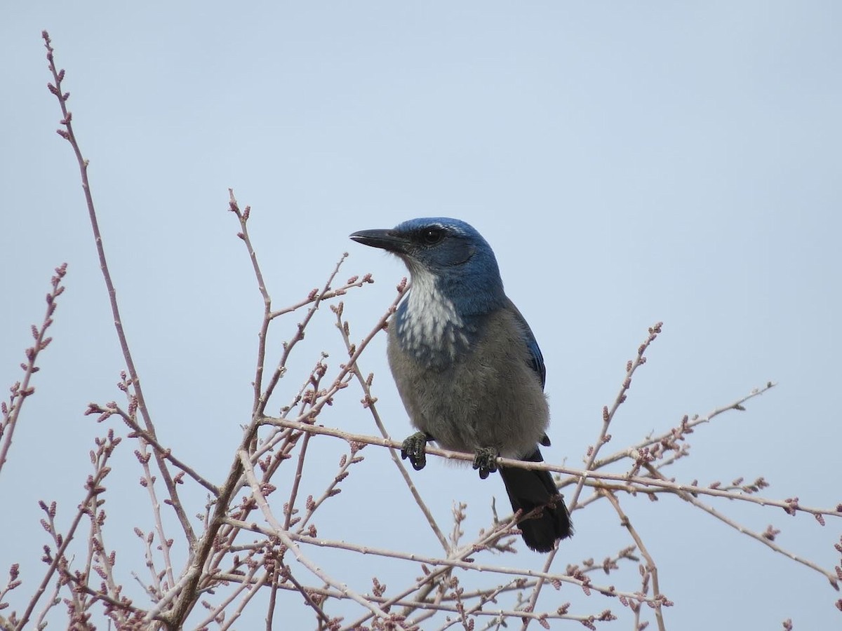 Woodhouse's Scrub-Jay - ML544866901