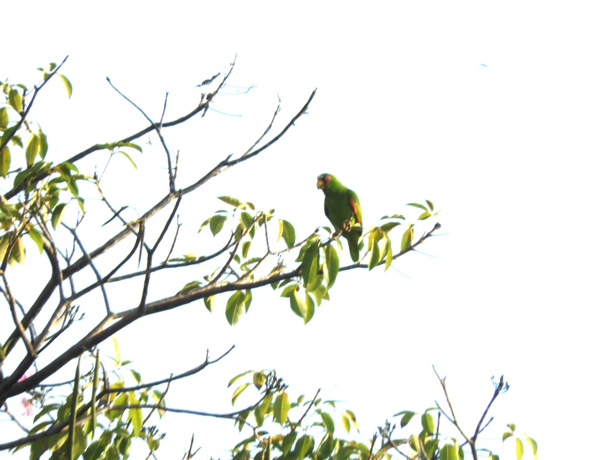 White-fronted Parrot - ML544868241