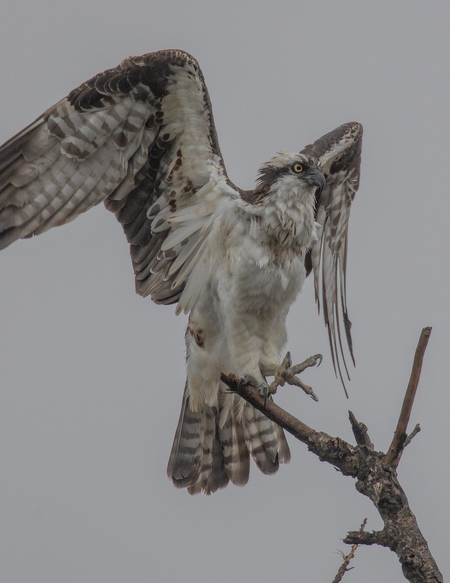 Osprey - Chris Tosdevin