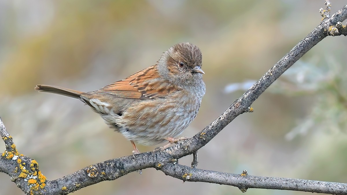 Dunnock - ML544869801