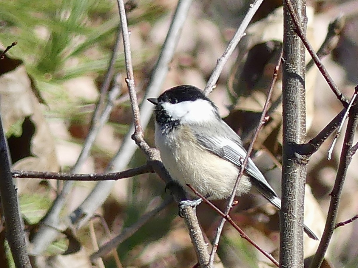 Black-capped Chickadee - ML544870101