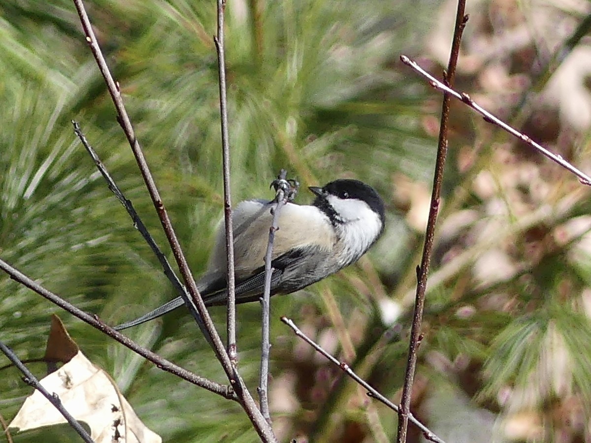 Black-capped Chickadee - ML544870111