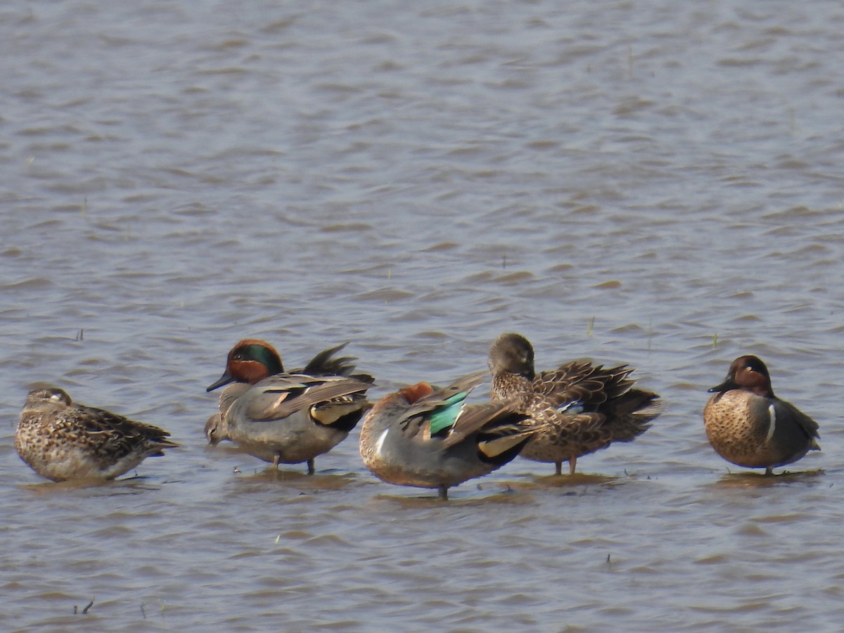 Green-winged Teal - ML544870541