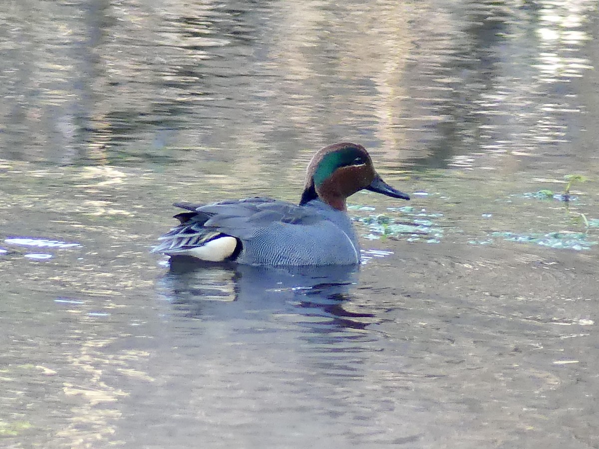 Green-winged Teal - ML544872571