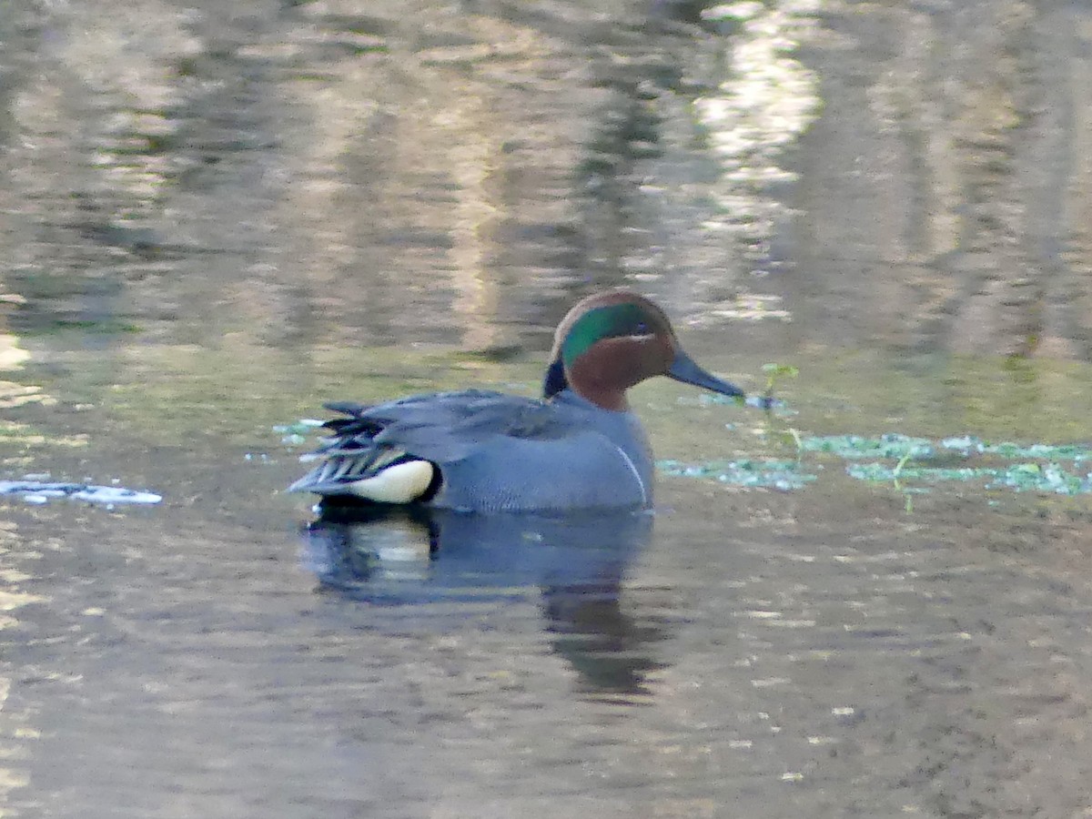 Green-winged Teal - ML544872581
