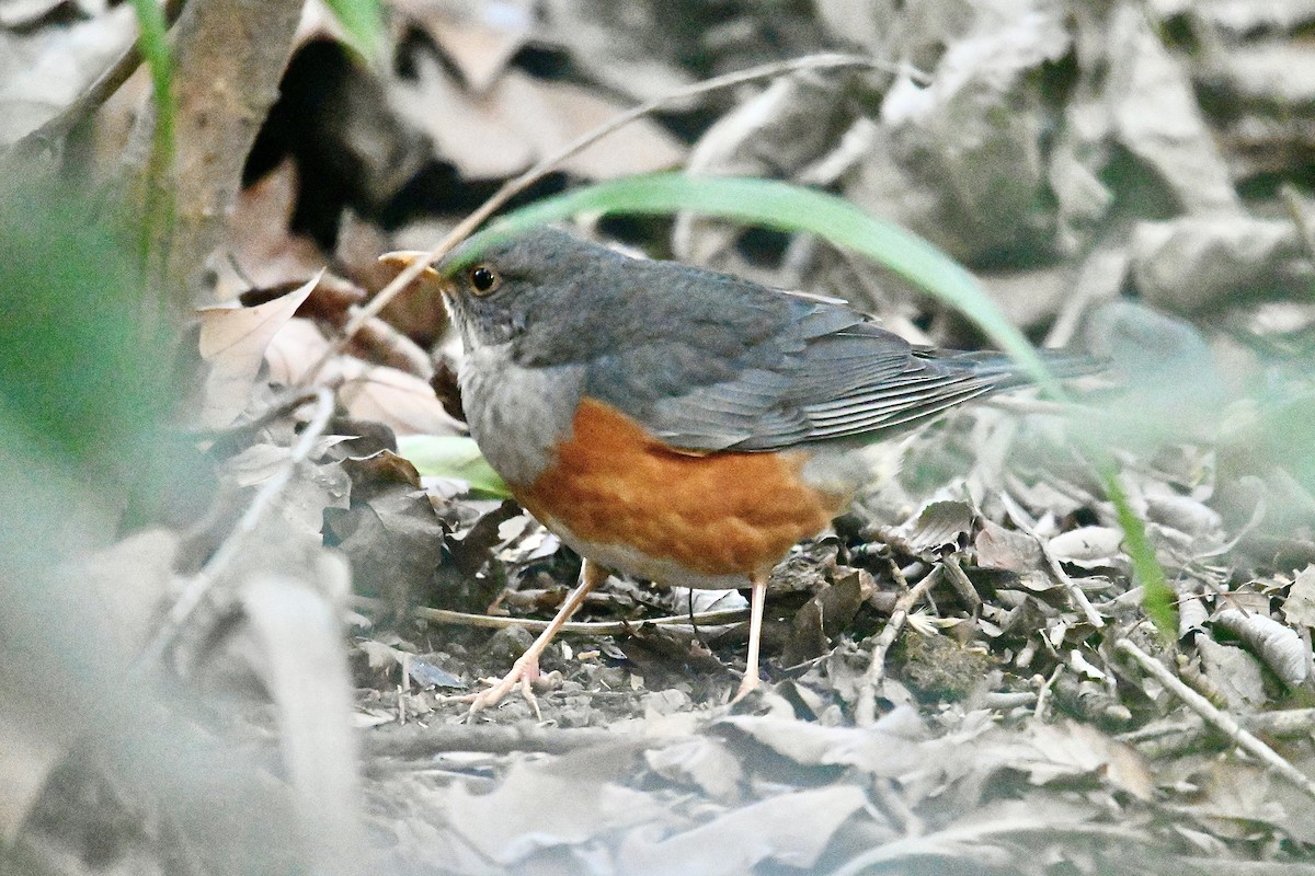 Gray-backed Thrush - ML544872881