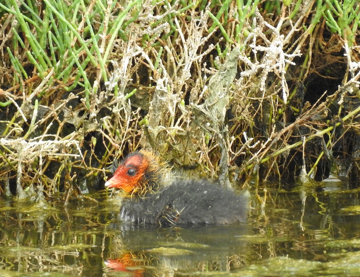 Eurasian Coot - Teresa Cohen